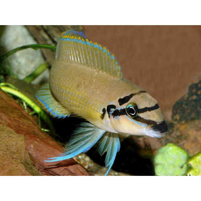 Chalinochromis brichardi - imagine 4